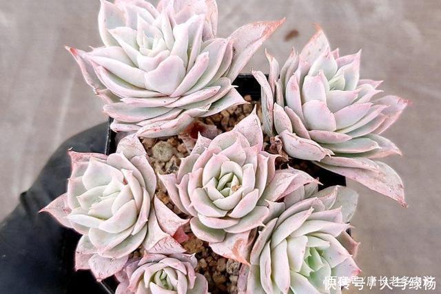 玫瑰女王和女王玫瑰两种多肉虽只是名称颠倒,但形态却有天壤之别