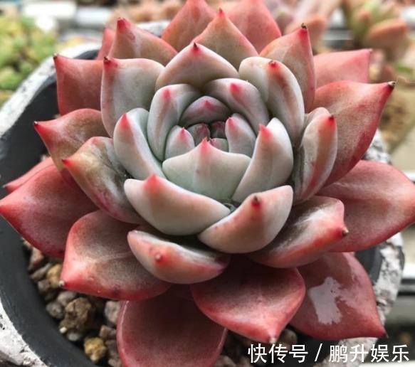 浇水|学会判断多肉植物土壤的干湿程度,多肉不娇嫩,养10年不烂根