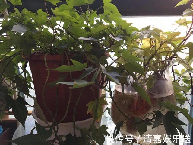 漂亮|厨房吃不完的5种菜，种“花盆里”，变盆景开花美，能吃好几茬
