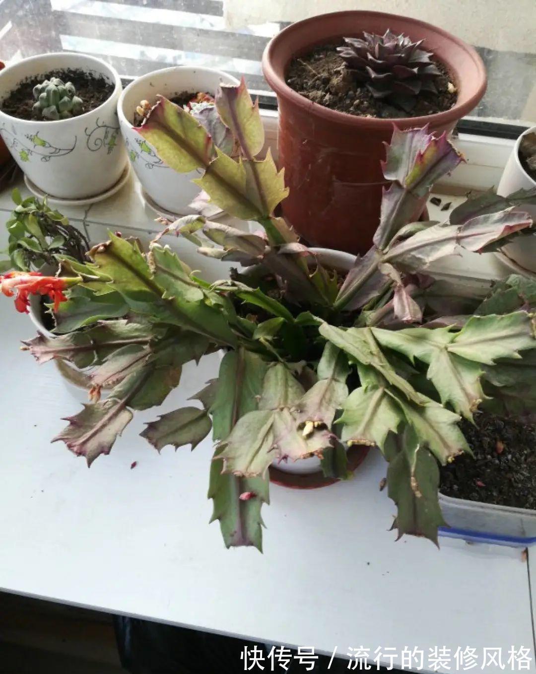 君子兰|8种花夏天不能买,买回来就死,白浪费钱