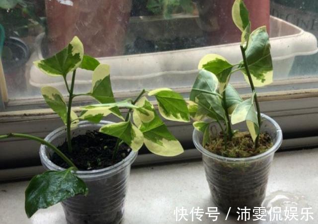 生根液|扦插三角梅不生根别“手贱”,有“耐心”,扦插一棵活一棵