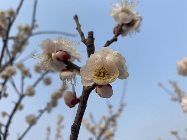 春暖花开 万物复苏 阳春三月 一个绿色的季节！