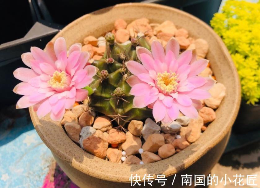 植物|绿化带里的这种土是养花“极品土”,走过路过不能错过!