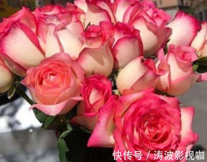 新手养花,不如养盆花中精品“红羽”,似佳人裙摆,优雅高贵