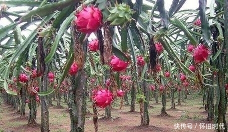 水果|湿气重的人，这3种水果要少吃，会加重“湿气”，少吃1种也不错