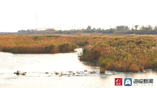 ③：又见白鹭翩翩！深秋的傅疃河口国家湿地公园，别有韵味！|瞰见日照·湿地之美| 日照