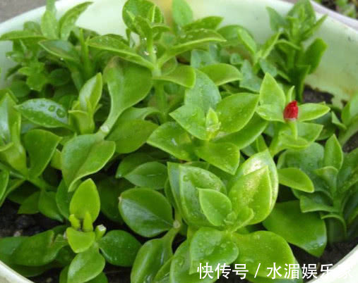 枝条|牡丹吊兰如何扦插教你3个小步骤，扦插后不仅生根快长势更旺盛