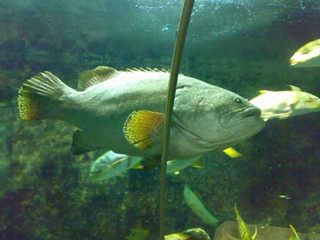 宝宝多吃鱼会越来越聪明，但是最适合吃这几种，宝妈们不要选错哦