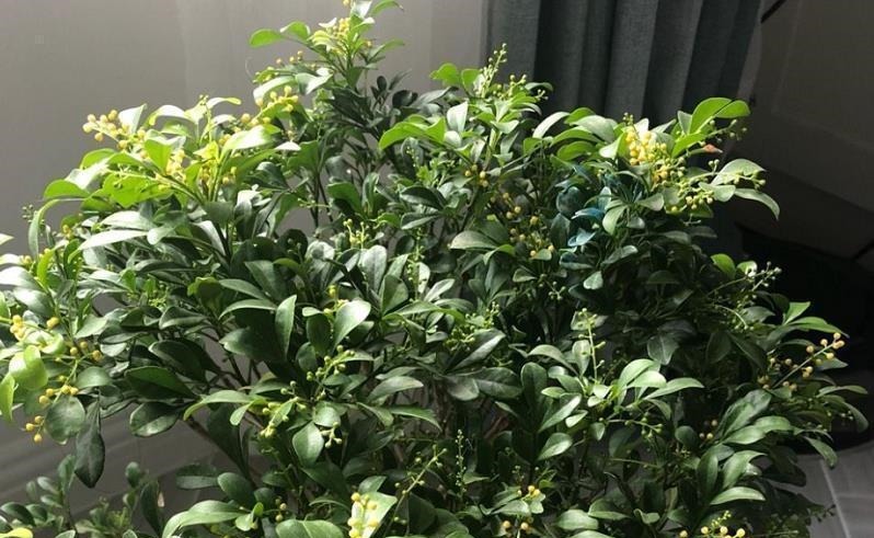 家中常见的6种花是“醋罐子”，多浇点酸水，叶子才能绿得发亮