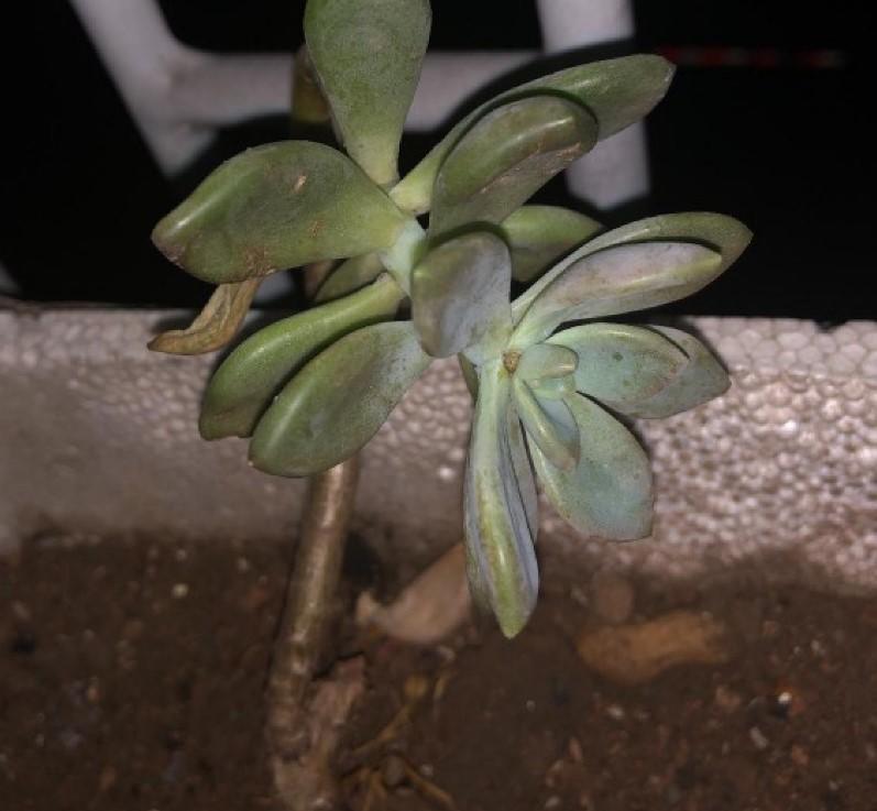 冬美人|多肉徒长咋办砍砍头,撸个叶,一盆又能变多盆!