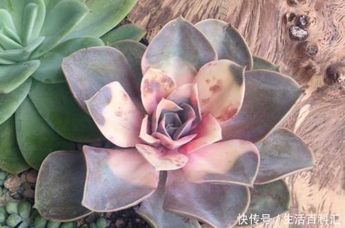 4种盆栽花卉，再好看也别买，养不活给自己“找麻烦”！