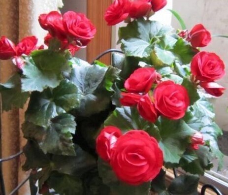 “2种天天花”家里养一盆,一年300多天有花看,好养又漂亮,值!