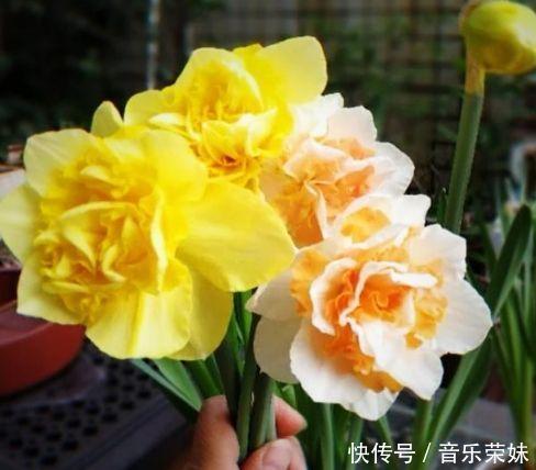 阳台养这几朵花,花开不断,开花幽香暗淡,个个开花漂亮