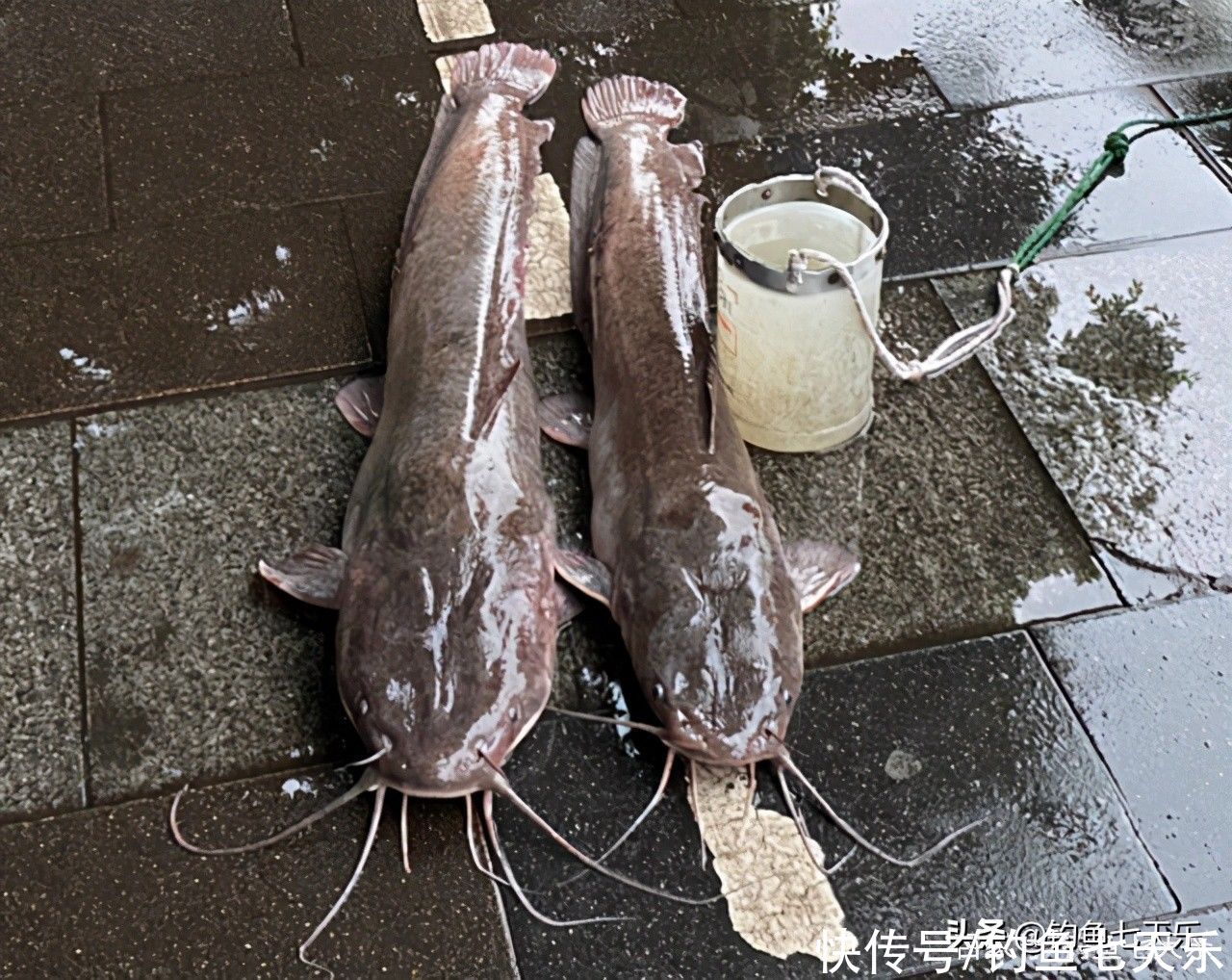 广东钓鱼人珠江边钓获大鲶鱼！钓友：数数胡须的数量，别乱吃