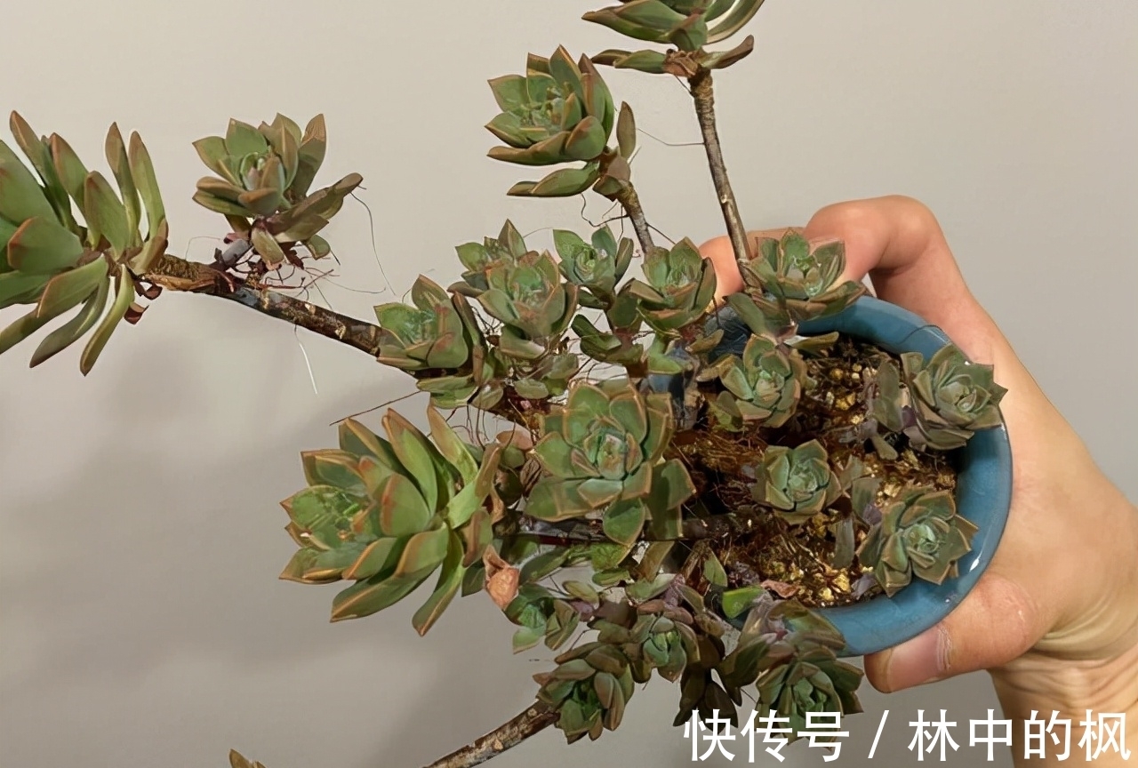 养多肉马库斯,花友们遇到的4个问题,说一下我的答案