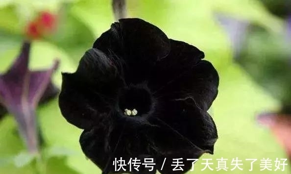 6款黑色鲜花!养过一种就是大神!