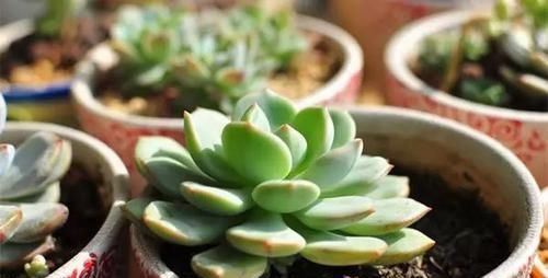 刚入坑养多肉,怕盆栽夭折,日常打理该注意这些,以防黑腐伤亡
