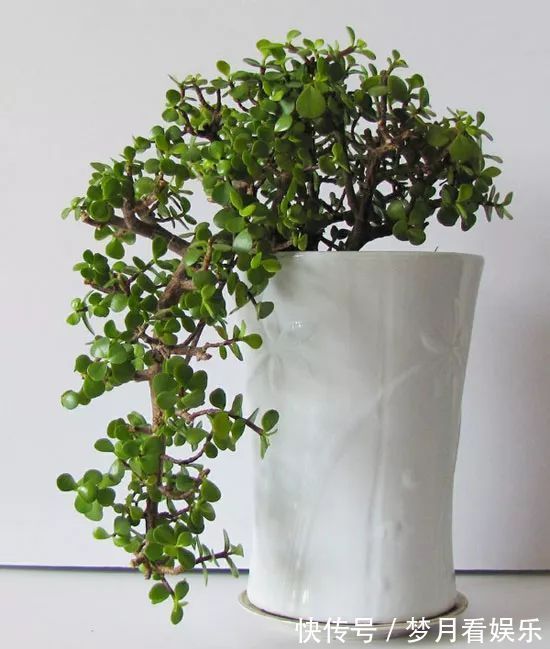 家里有金枝玉叶的来看看,一分钟学会怎么给金枝玉叶修剪造型