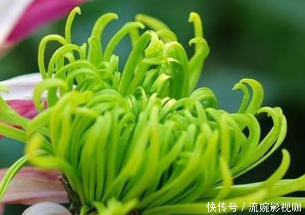 名菊|喜欢菊花,就养盆“优良名菊”绿朝云,花似惊鸿起舞,晶莹碧绿