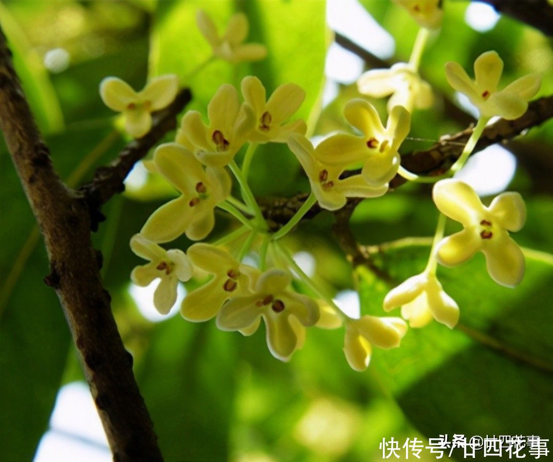 羽衣甘蓝|家有小院,就养7种“耐寒花”,从秋到春不寂寥,冬天也有花看