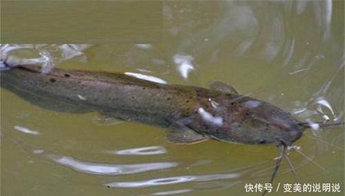 它常被人误解成不能吃的鱼,实际却是“鱼中珍品”,炖茄子是一绝