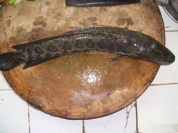 海鲜|渔民整理的海鲜大全,以后再也不怕不认识海鲜了