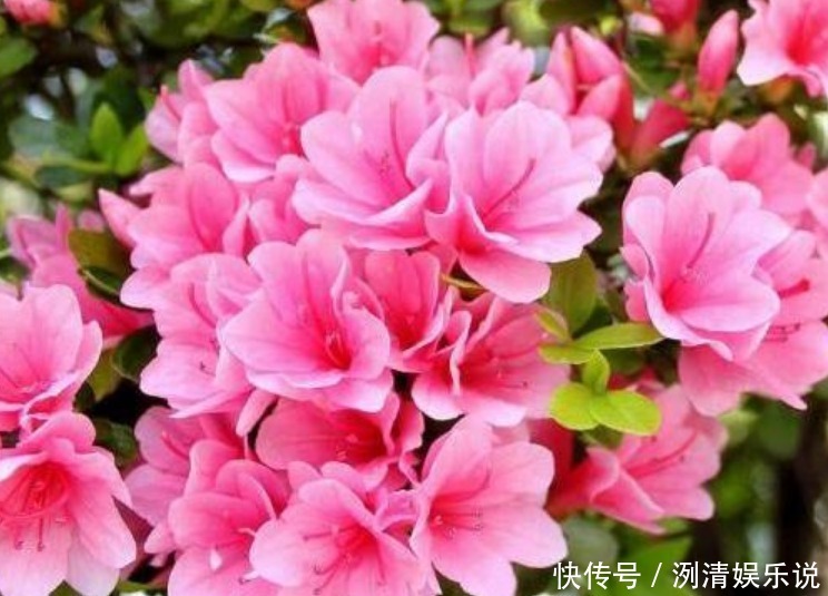 月季|3种漂亮花,是花卉中的“佼佼者”,谁看了都想养,一养就上瘾!