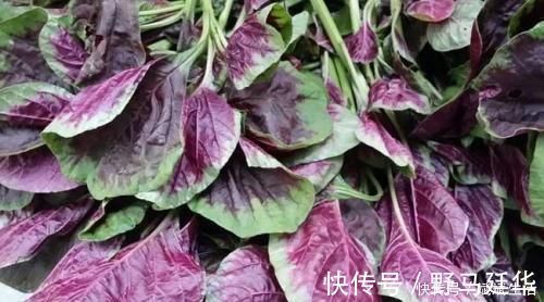 食物|想长寿全靠吃,以下食物不可少,提高免疫力,身体棒棒哒!