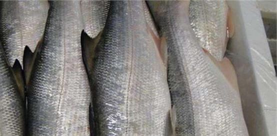 这鱼中国独有,被冠为最好吃的海鱼,营养价值极高,却少有人知