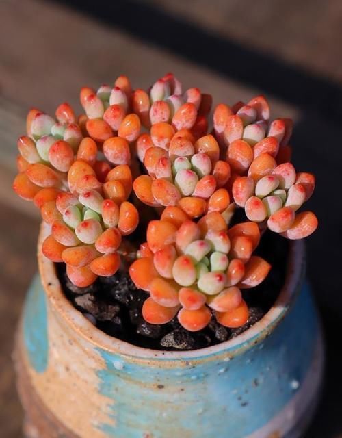 温差|养多肉制造温差,可不可以白天露养温度低,晚上搬到室内温度高?