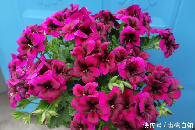 9月前后，这花必须剪一剪，不然明年没花看！