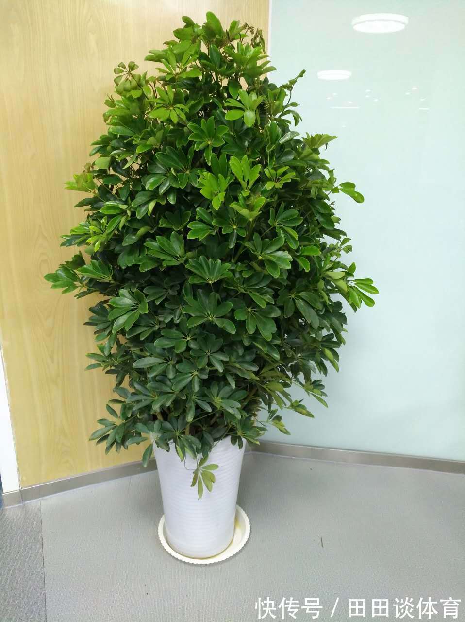 9种“吉利花”,优雅又大气,转运又富贵,养在客厅太“旺家”