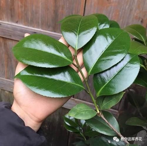 内脏|冬天养花埋点它,开春就疯长,1年不施肥一样绿油油!