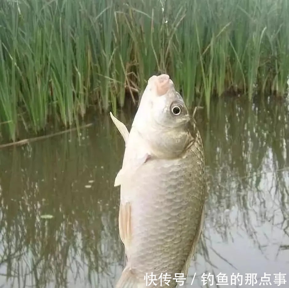 钓饵|野钓时,子线到底怎么选,才能符合实战需求?