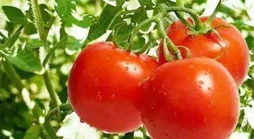 人体|105岁老人坚持吃“5种食物”,血管年龄才50岁,身强体壮没病找