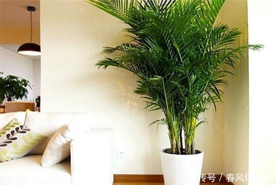 植株|聪明人客厅养花,首选“6种”盆栽,好养好看,家人身体越来越好