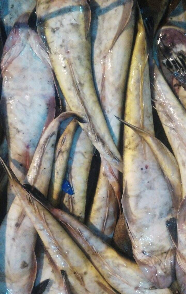 肉嫩|此鱼比鲫鱼刺少,比鲤鱼肉嫩,高蛋白低脂肪吃不胖,比吃红肉健康
