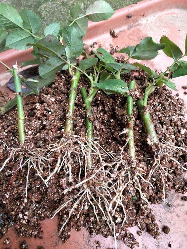 枝条|秋凉扦插“3种花”，枝条沾上“水土”，7天呼呼冒白根