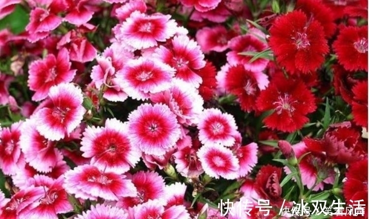 花盆|最有仙气的4种花，迷人的花朵，开满整个花盆，美不胜收