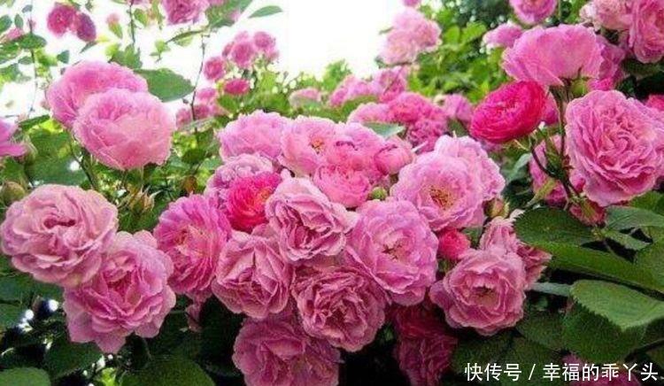 冬天也能养的花卉,花期200多天,枝繁叶茂开花量大