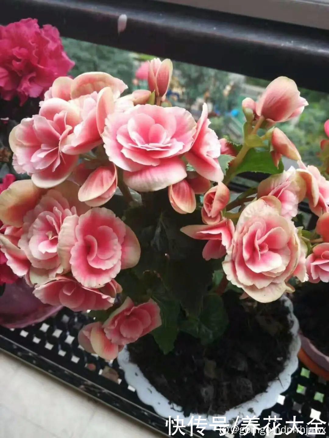 天热了，8种花要休眠，要少浇水