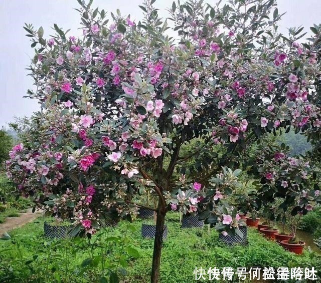 朝天椒|农村的一种野果,吃完后容易便秘,你小时候见过吗