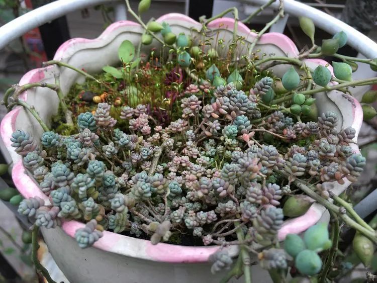 养多肉会上瘾，3年养了500多盆，既美化了环境又愉悦了心境！