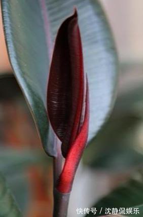 枝繁叶茂|橡皮树叶子“发红光”摊上事了，教你一招，起死回生，长满新芽