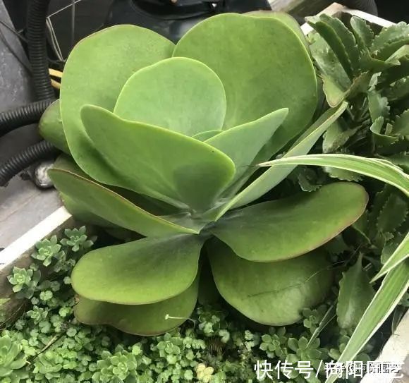 没有露台,不要养景天科肉肉,严重徒长,不出状态,容易烂根