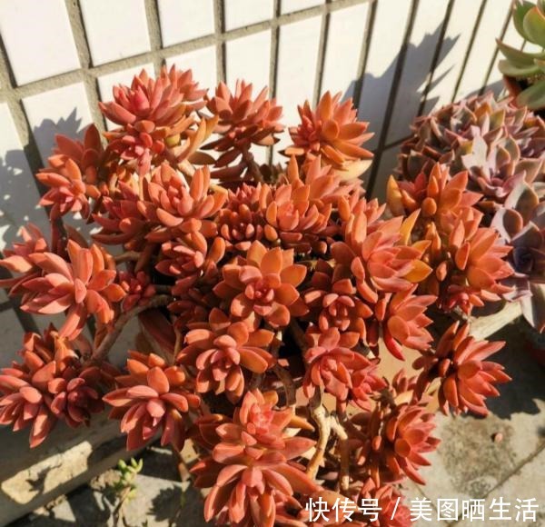 她养多肉,专选“大普货”,养成独特“怪老桩”,大家都夸赞!