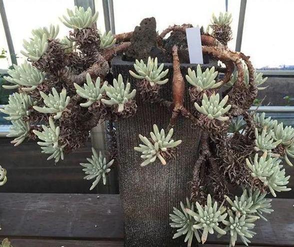 养多肉老桩,不想它茎叶长得乱糟糟就从这4方面着手提升颜值