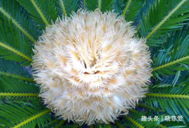 寓意|6种植物，花开富贵“好兆头”，能养开花是“高手”，你家有吗