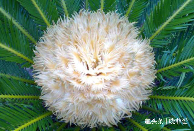 寓意|6种植物,花开富贵“好兆头”,能养开花是“高手”,你家有吗