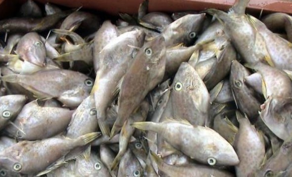 这种鱼“没脸没皮”,价格低廉,很多人看不上,懂行的人经常买